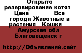 Открыто резервирование котят › Цена ­ 15 000 - Все города Животные и растения » Кошки   . Амурская обл.,Благовещенск г.